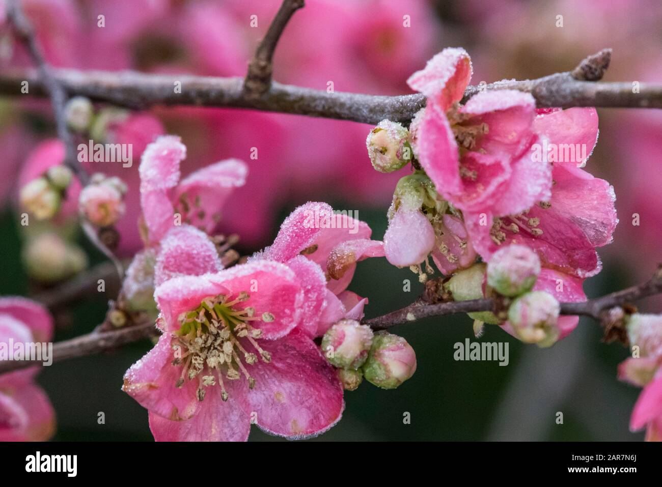 Winterpflanzen überstehen die Kälte Stockfoto