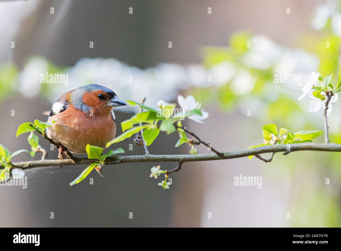 Songbird sitzt auf einem Ast mit Blumen eines apfelbaums Stockfoto