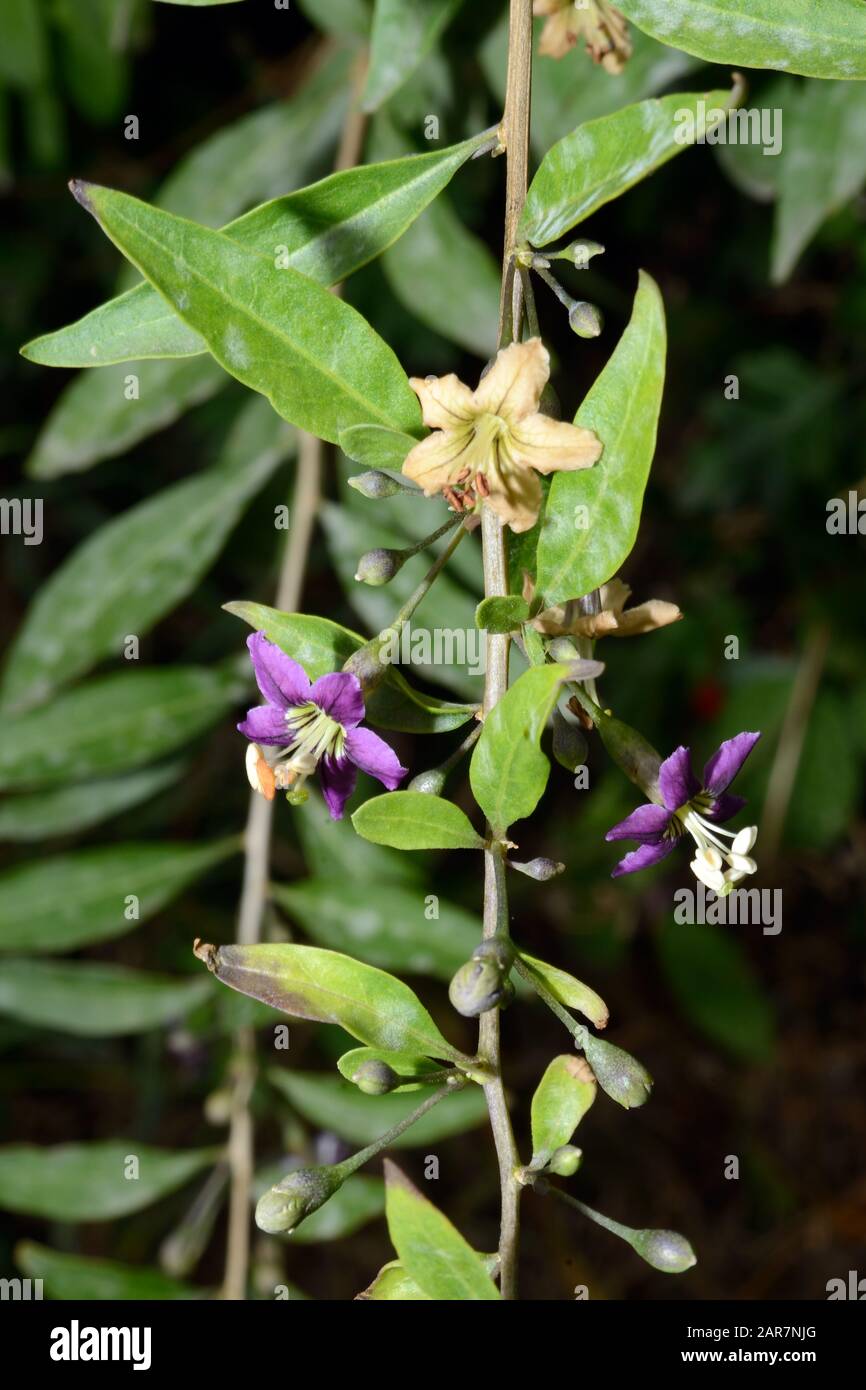 Lycium barbarum (Teepflanze des Dukes von Argyll) ist ein Baum, der in China heimisch ist, aber heute weit kultiviert ist. Stockfoto