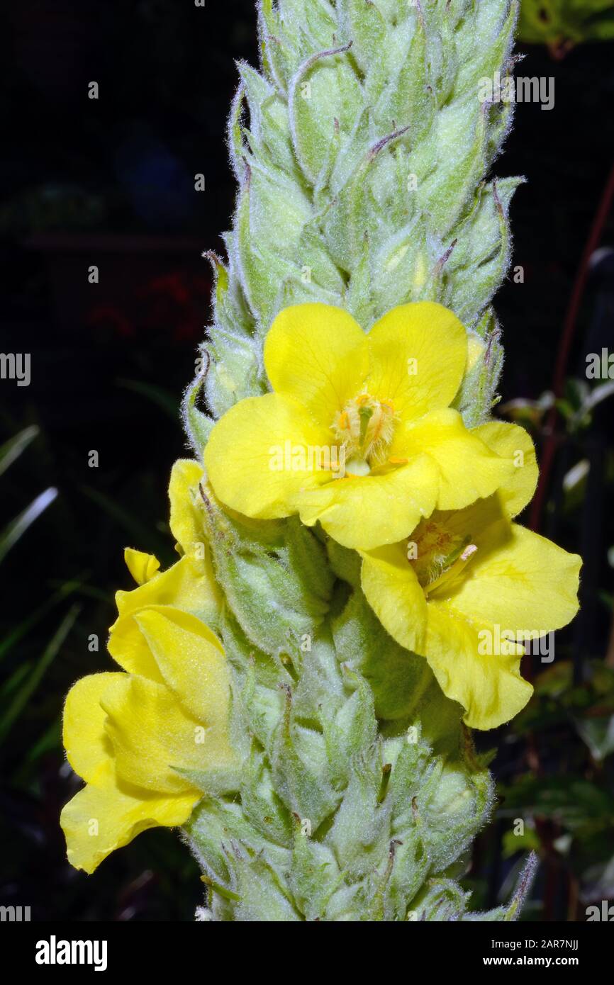 Verbascum thapsus (großes Mullein) ist in Europa, dem nördlichen Afrika