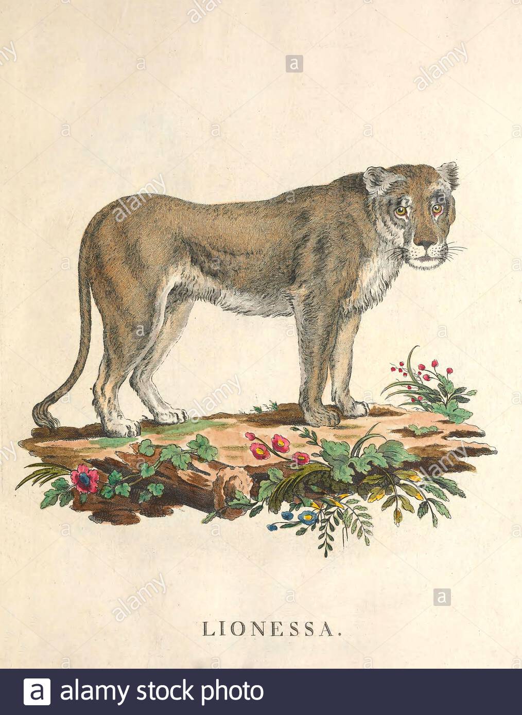 Lioness, klassische Farbabbildung aus dem Jahr 171 Stockfoto