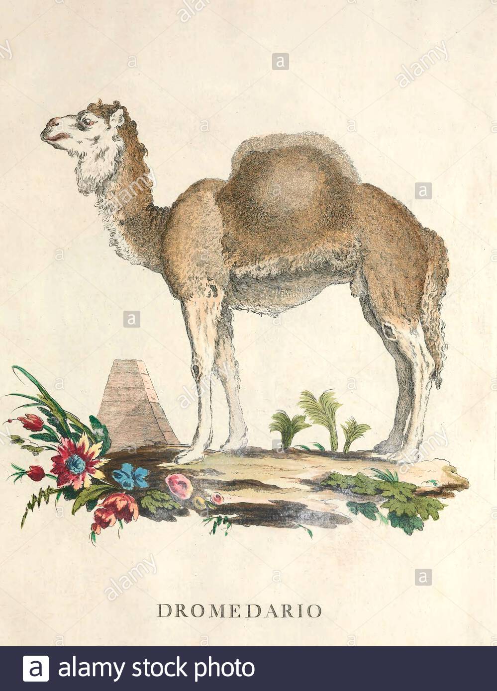 Dromedary, klassische Farbabbildung aus dem Jahr 171 Stockfoto