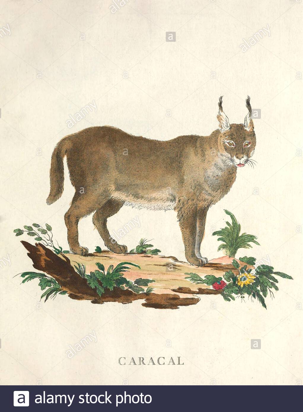 Karakale, Vintage-Farbabbildung aus dem Jahr 171 Stockfoto