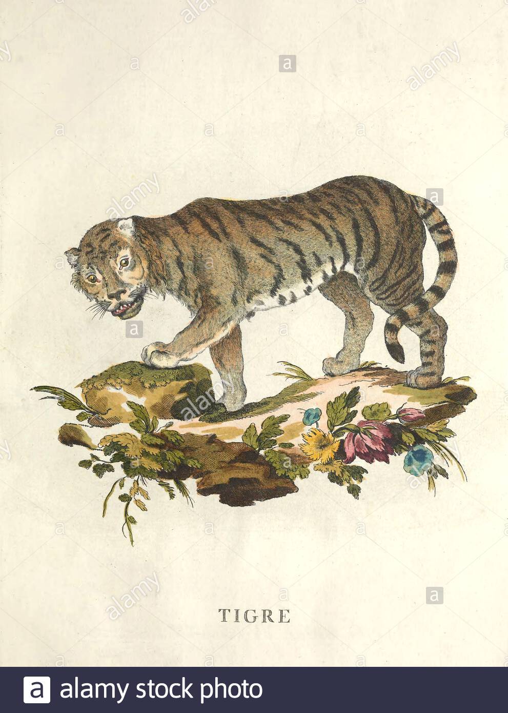 Tiger, klassische Farbabbildung aus dem Jahr 171 Stockfoto