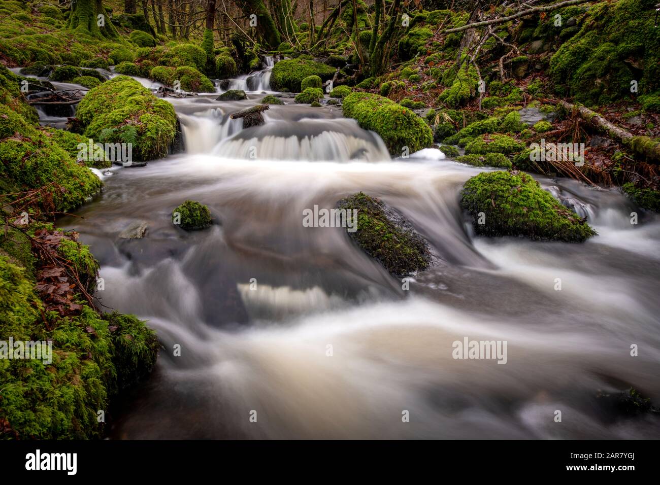 Ich bin am Black Beck vorbeigefahren, während er durch Thrang Crag Wood sehr regelmäßig in Coniston Water hinuntertumpert und in den letzten zehn Jahren livi gemacht hat Stockfoto