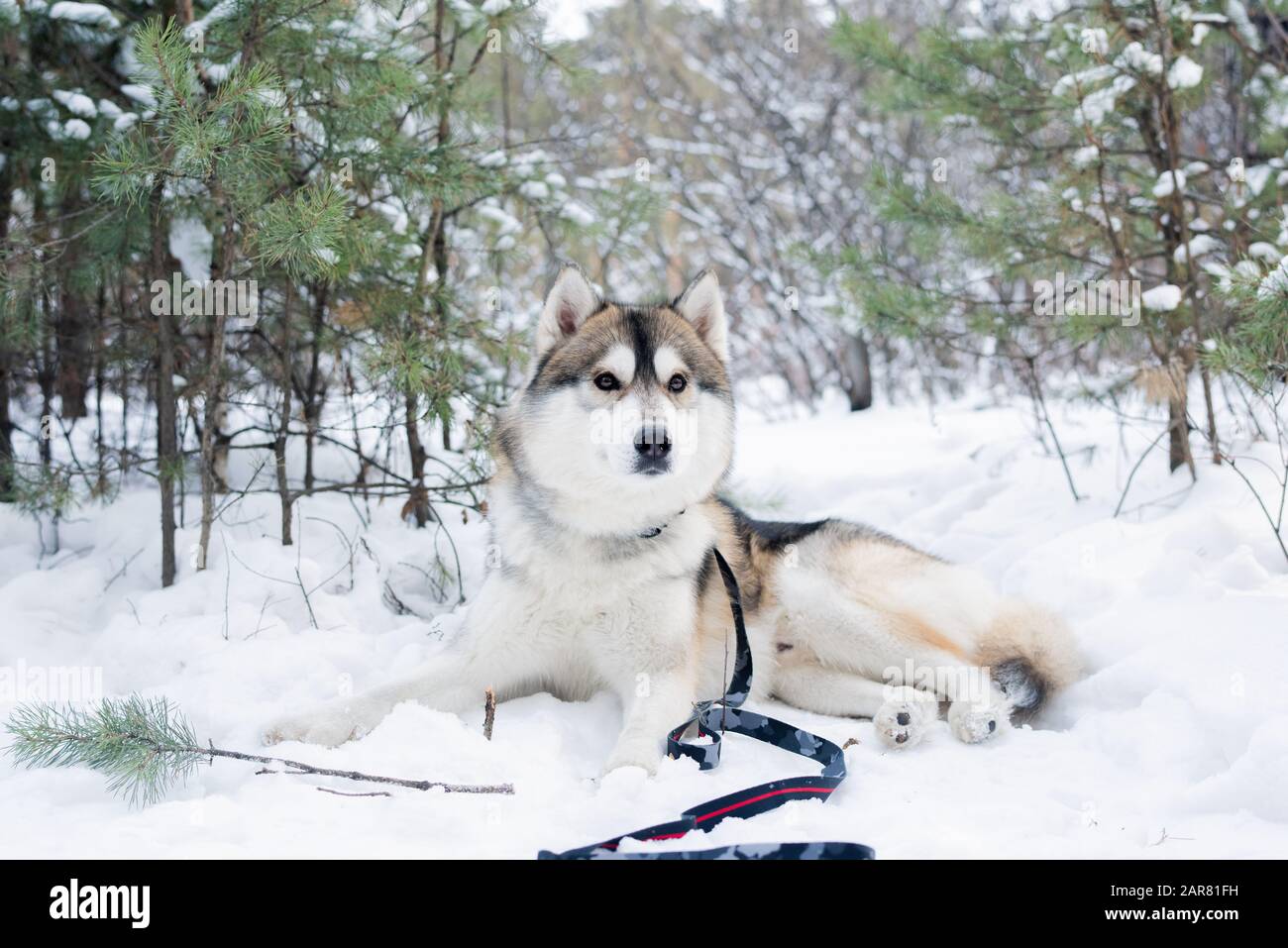 Süßer, flauschiger, reinrassiger sibirischer Huskyhund, der auf Schnee unter Bäumen im Wald liegt Stockfoto
