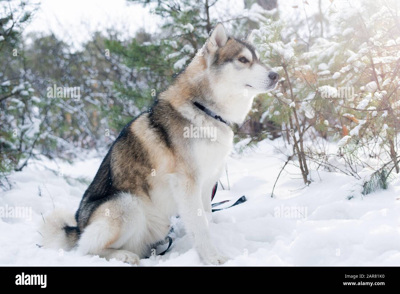 Flauschiger, reinrassiger sibirischer Huskyhund, der auf Schnee auf dem Hintergrund von Bäumen sitzt Stockfoto
