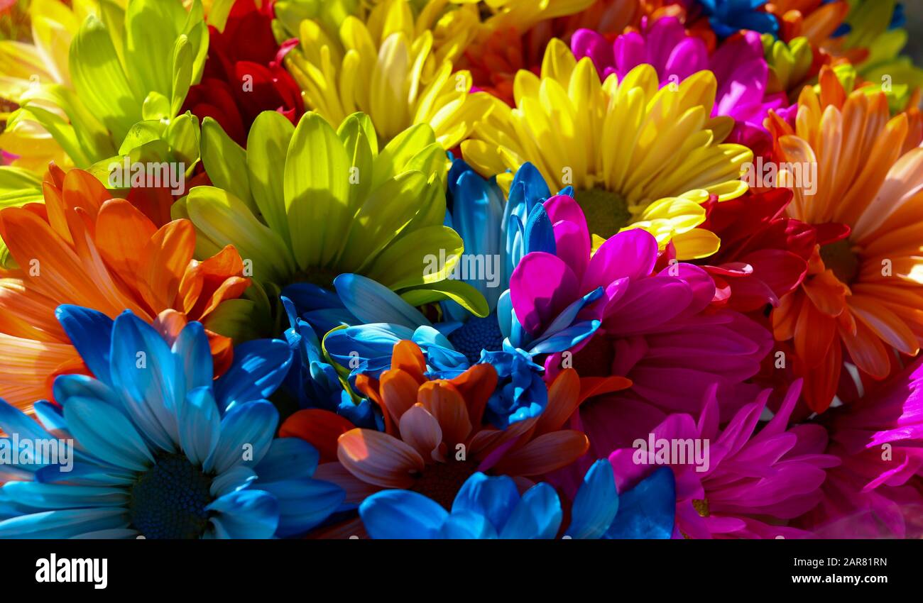Nahaufnahme von hellen mehrfarbigen Gänseblümchen im Bundle Stockfoto