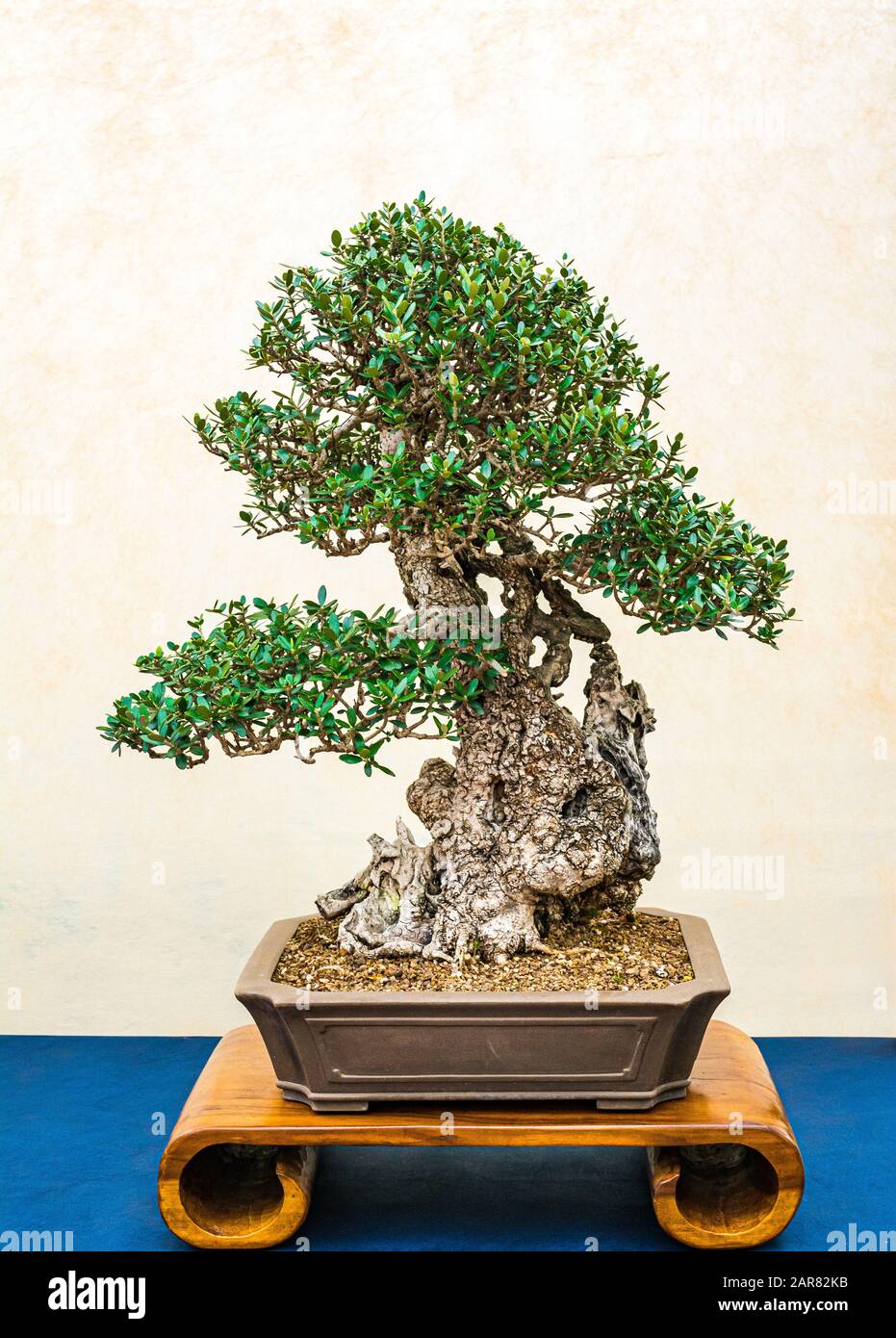 Ein kleiner Bonsai-Baum in einem Keramiktopf. Stockfoto