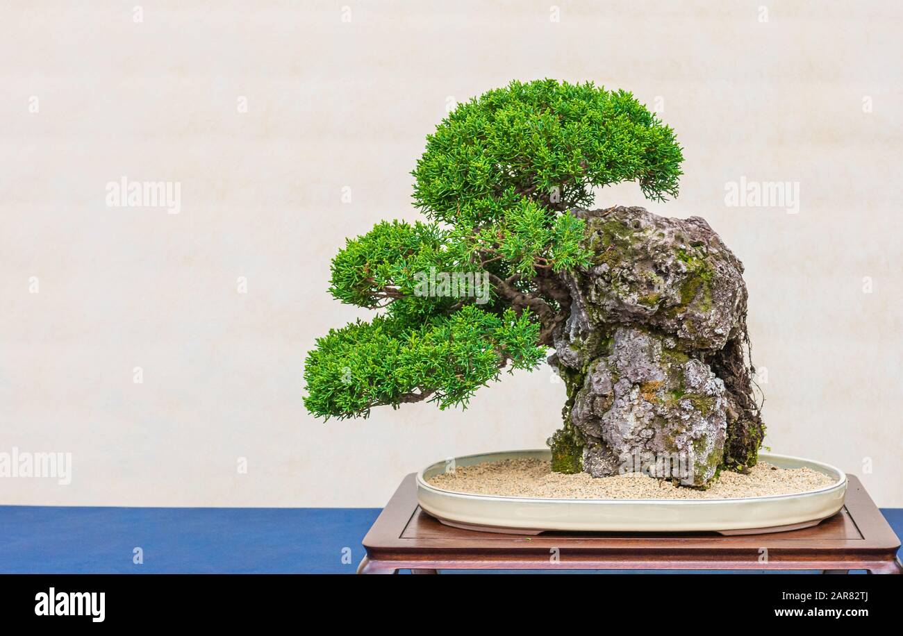 Ein kleiner Bonsai-Baum in einem Keramiktopf. Bonsai -ishizuki- Einer der härtesten Bonsai-Stile, um zu wachsen. Stockfoto
