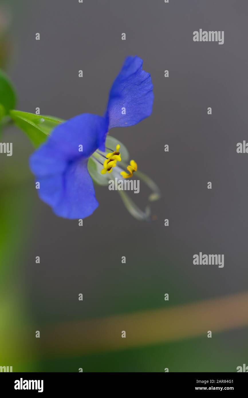 Asiatische Dayflower Blume in Illinois Stockfoto