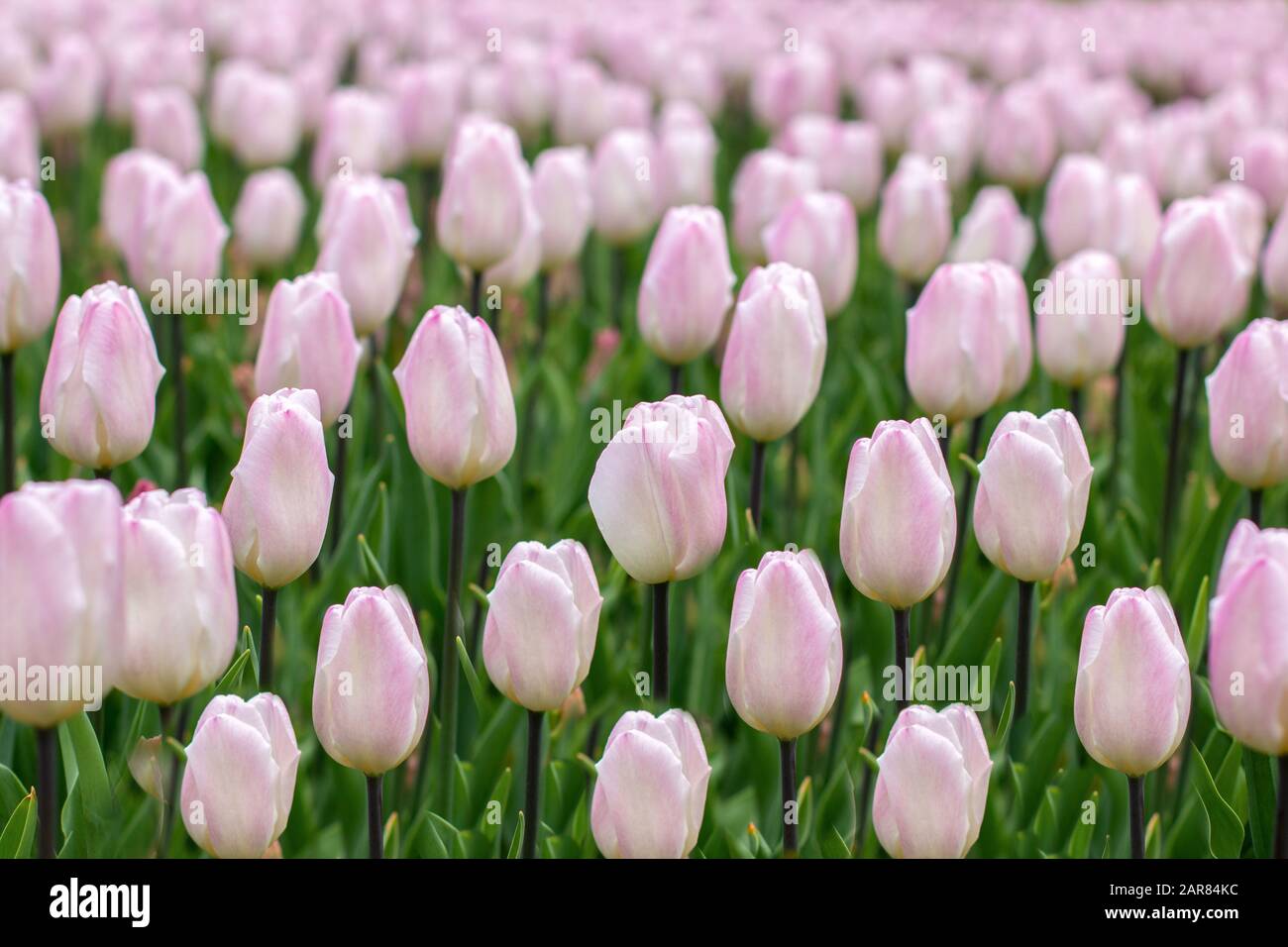 Ermäßigungen im Garten mit hellrosa Tulpen. Stockfoto