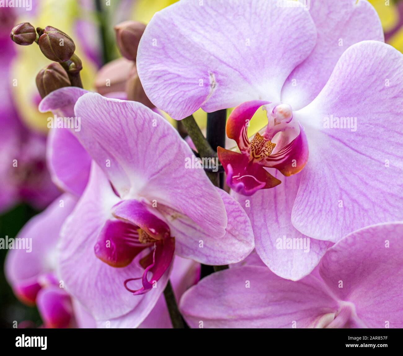 Phalaenopsis Orchid. Pinkfarbene Orchideenblüten Stockfoto