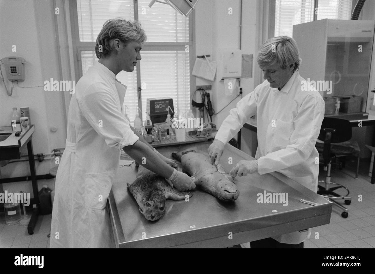 Untersuchungen zu toten Robben aus Eco Stute (Texel) am nationalen Institut für öffentliche Gesundheit und Umwelt (RIVM) in Bilthoven Sind Der Entdecker des Robbenvirus dr. A. Osterhaus Datum: 11. Juli 1989 Standort: Bilthoven, Utrechter Schlüsselwörter: Institute, Untersuchungen, Viren, Siegel Personenname: Osterhaus, A. Stockfoto