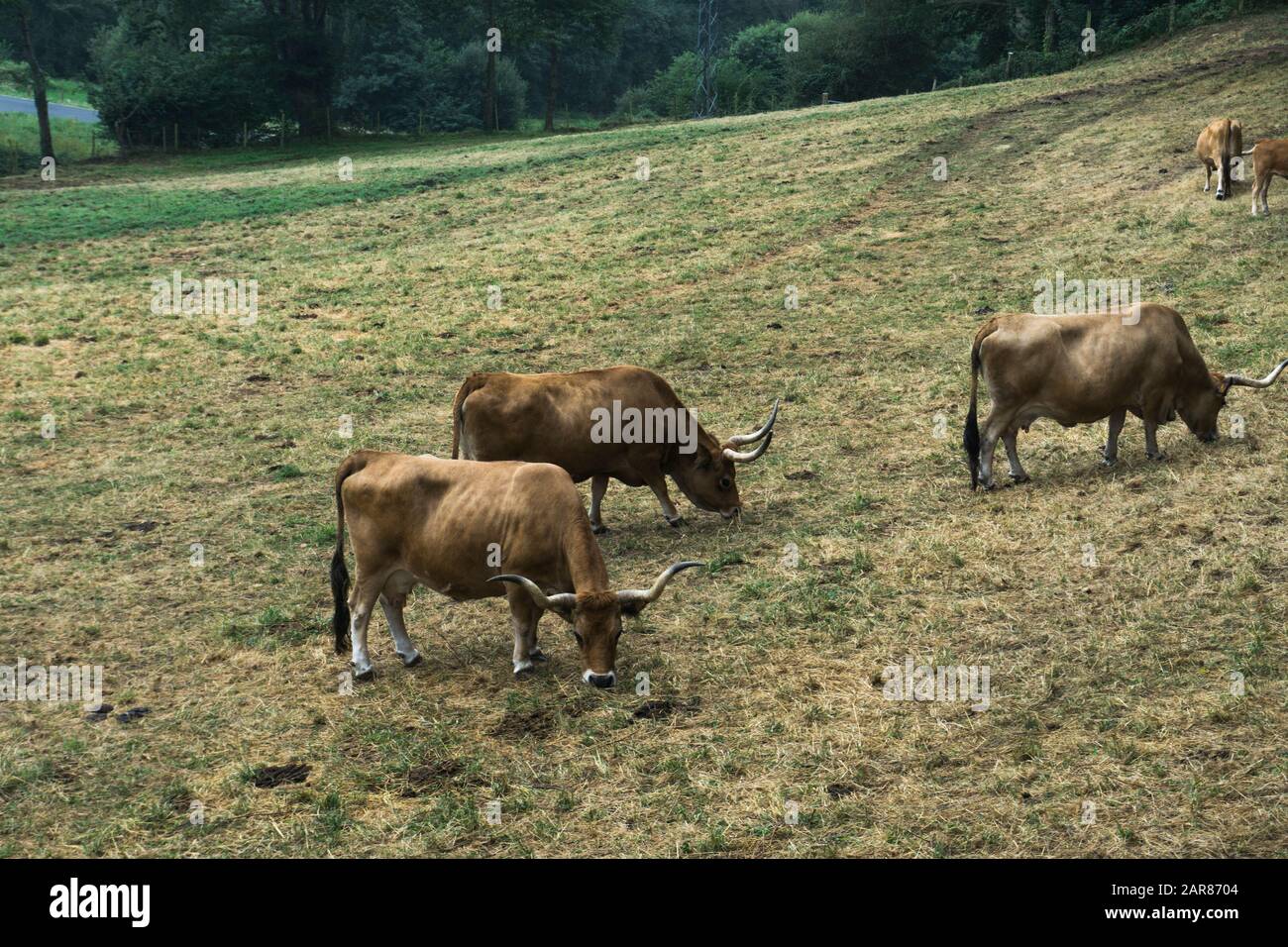 Lange hornte das Rind, das auf einem Feld weidete Stockfoto