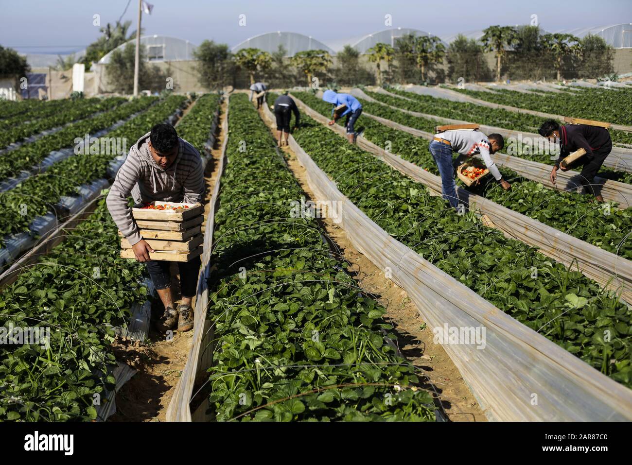 Gaza-Stadt, Gaza-Streifen, Palästina. Dezember 2019. Die Palästinenser pflücken Erdbeeren auf einem Bauernhof in Beit Lahyia, im nördlichen Gazastreifen.Die Gaza-Bauern hoffen, 1.100 Tonnen Erdbeeren durch eine teilweise entschärfte israelische Blockade an den Grenzen des Gazastreifens nach Europa, Israel und Westjordanland zu exportieren. Kredit: Mahmoud Issa/SOPA Images/ZUMA Wire/Alamy Live News Stockfoto