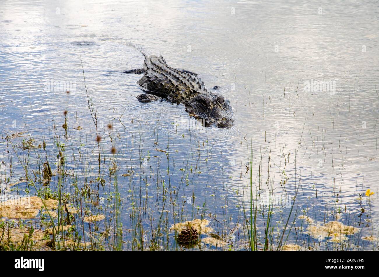 Amerikanisches Krokodil in Florida, USA Stockfoto