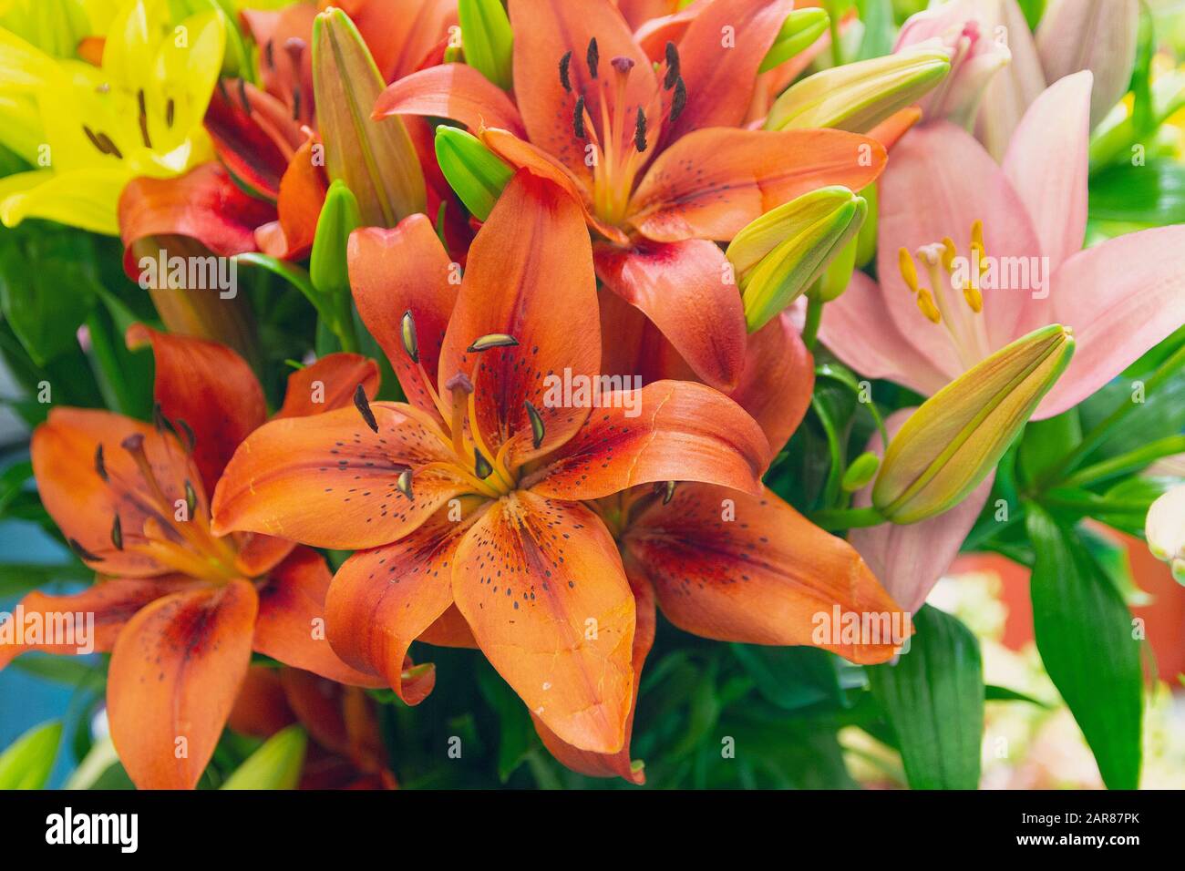 Blumenstrauß aus orangefarbenen und rosafarbenen Lilienblättern. Blumen Stockfoto