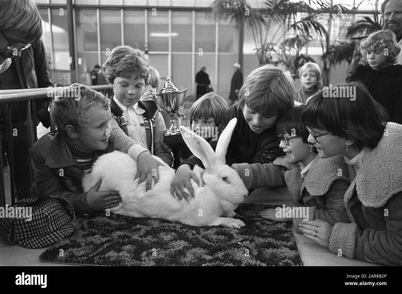 SAVOA kleine Einzelausstellung in RAI Amsterdam; Siegerkaninchen Datum: 27. November 1977 Ort: Amsterdam, Noord-Holland Schlagwörter: Tiere, Ausstellungen Name Der Institution: Savoa Stockfoto