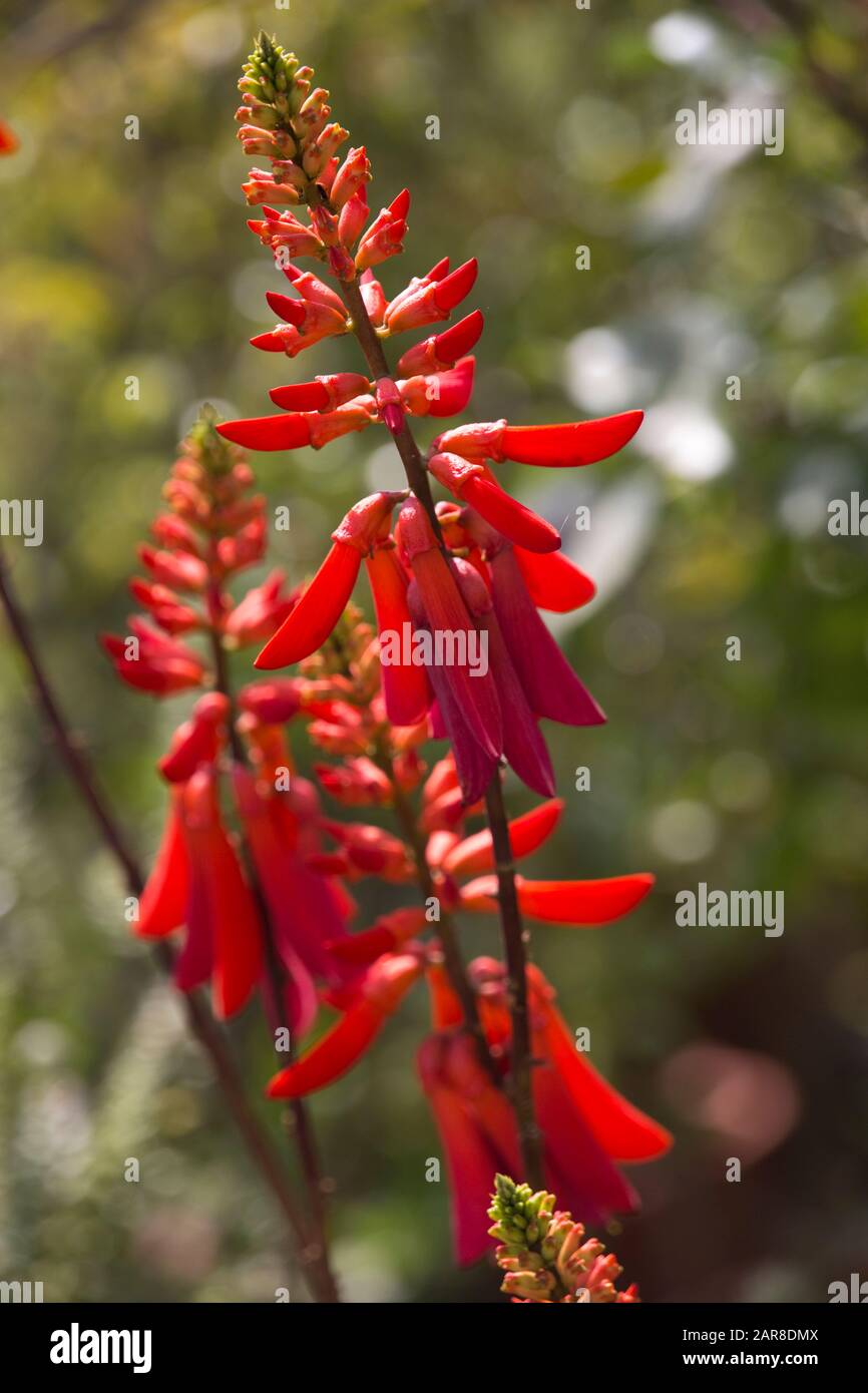 Kaffirboom korallenbaum Fotos und Bildmaterial in hoher Auflösung Alamy