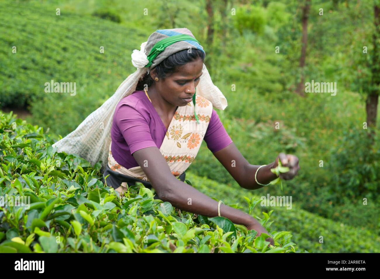 Frau in violettem Hemd und Kopftuch mit Teebeutel zupft Teeblätter auf einer Plantage, Dickoya, Hill Country, Sri Lanka, Indischer Ozean, Asien Stockfoto