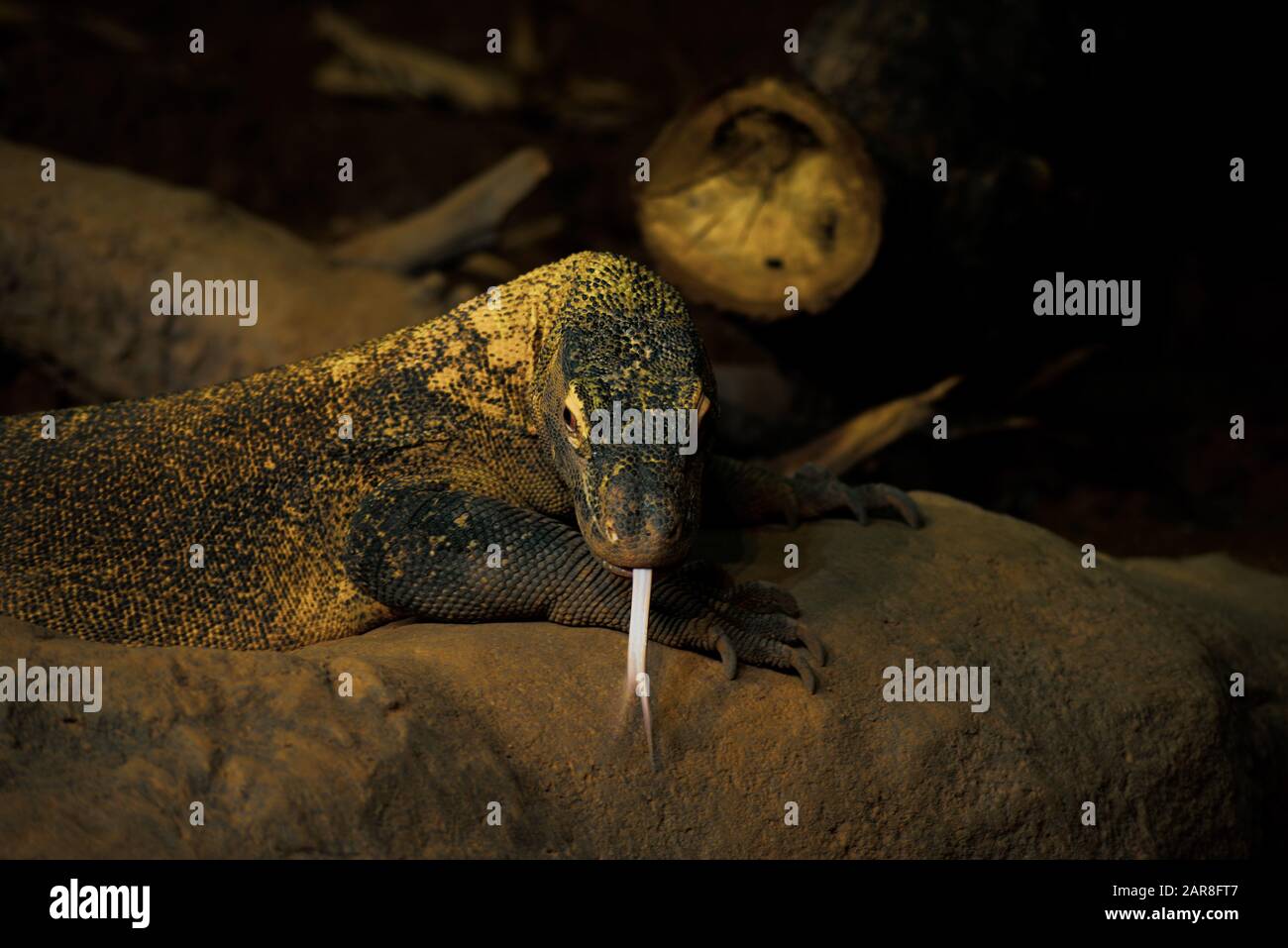 Gutaussehender Komodo-Drache Stockfoto