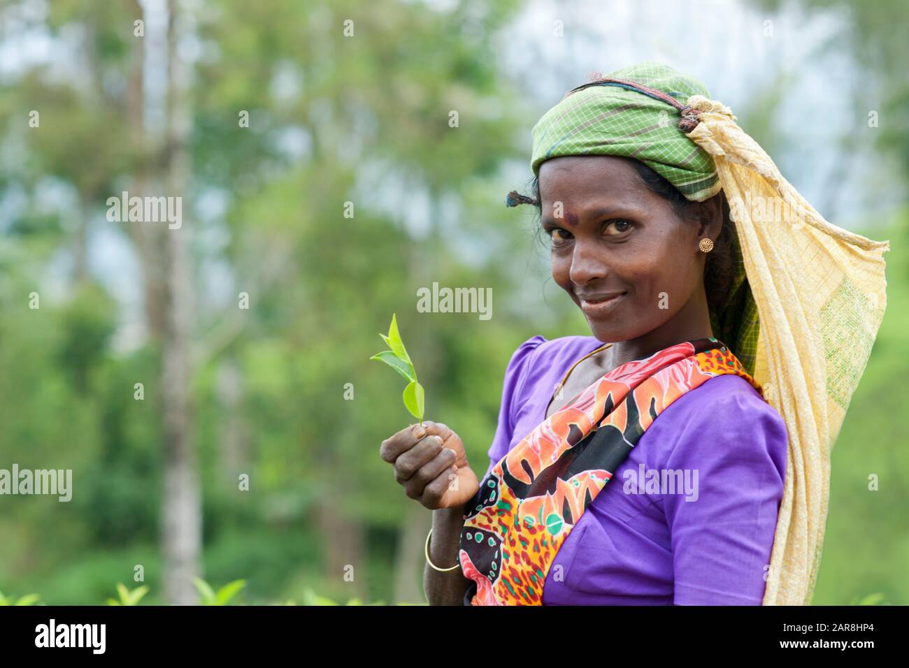 Lächelnde Tamilin in lila Hemd und Kopftuch hält ein Teeblatt auf einer Plantage, Dickoya, Hill Country, Sri Lanka, Indischer Ozean, Asien Stockfoto