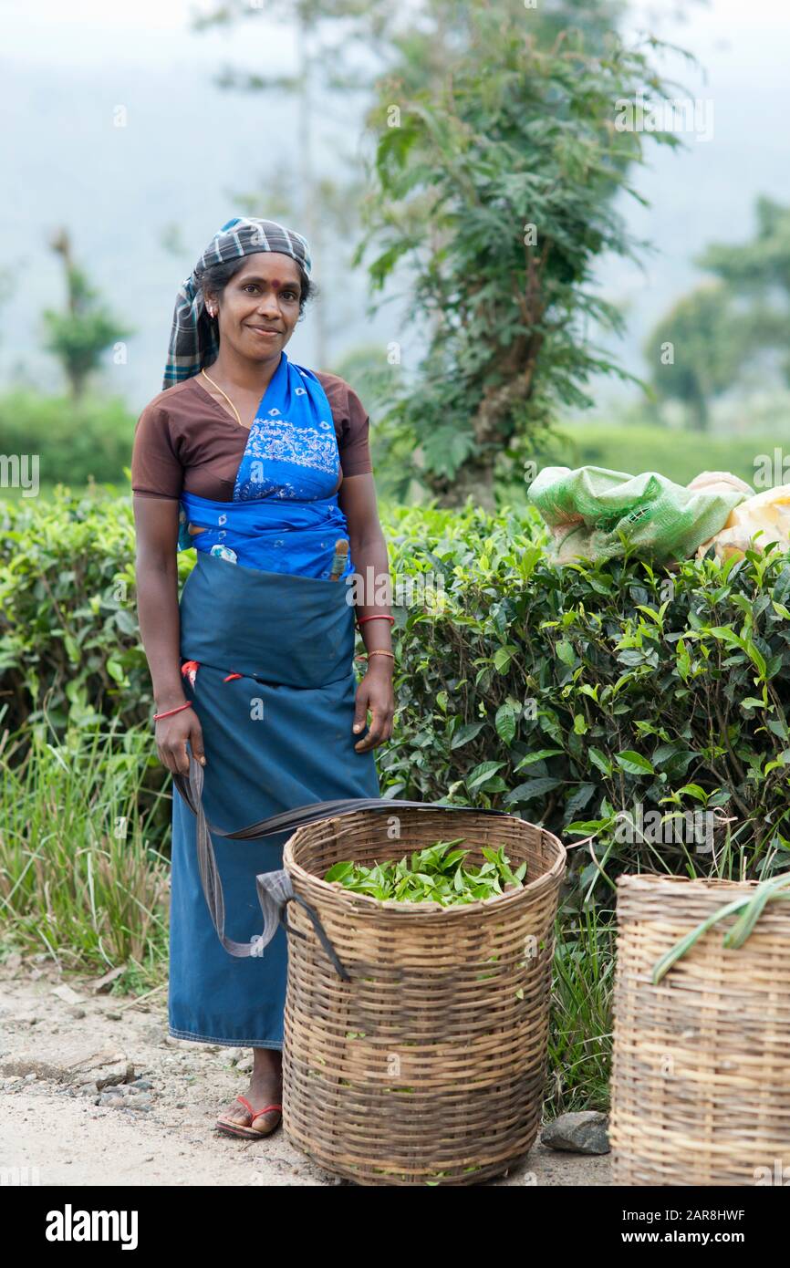 Lächelnde Tamilin in Kleid und Sandalen und Kopftuch steht neben dem Korb voller Teeblätter auf einer Plantage, Dickoya, Hill Country, Sri Lanka, In Stockfoto