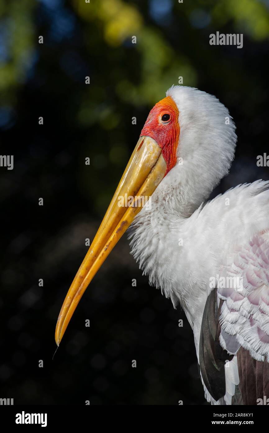 Ein Gelb-Storch (Mycteria Ibis) aus Südafrika und Madagaskar Stockfoto