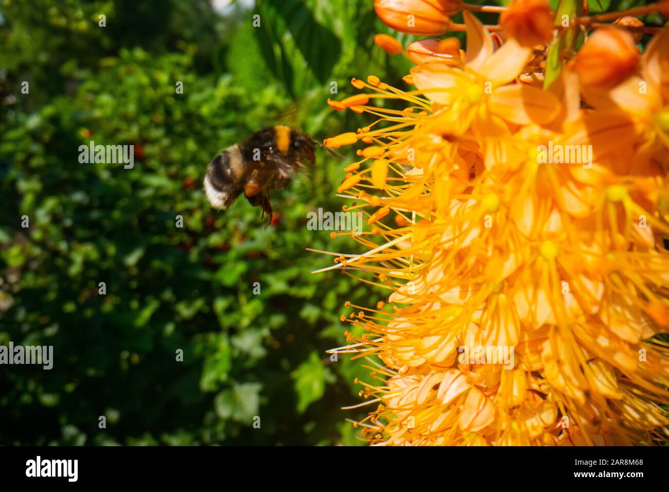 Bumble Bee auf einer rosafarbenen Blume, Bumble-Bee auf Wildblume sitzend, Makrofotografie einer Bumble Bee Stockfoto