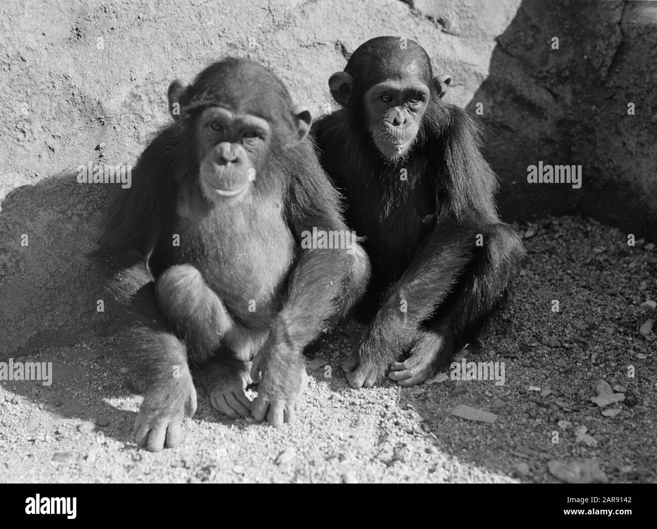 Zoo Jardin des Plantes, Vincennen Zwei Affen im Zoo Datum: 1936 Stichwörter: Affen, Zoos Stockfoto