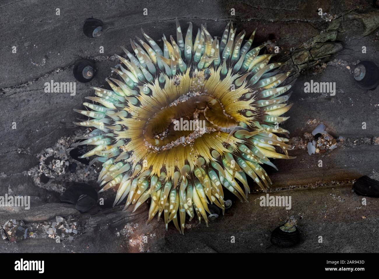 Starburst Anemone, Anthopleura sola, bei extremen Gezeiten am Natural Bridges State Beach, Santa Cruz, Kalifornien, USA im Gezeitenpool gefunden Stockfoto