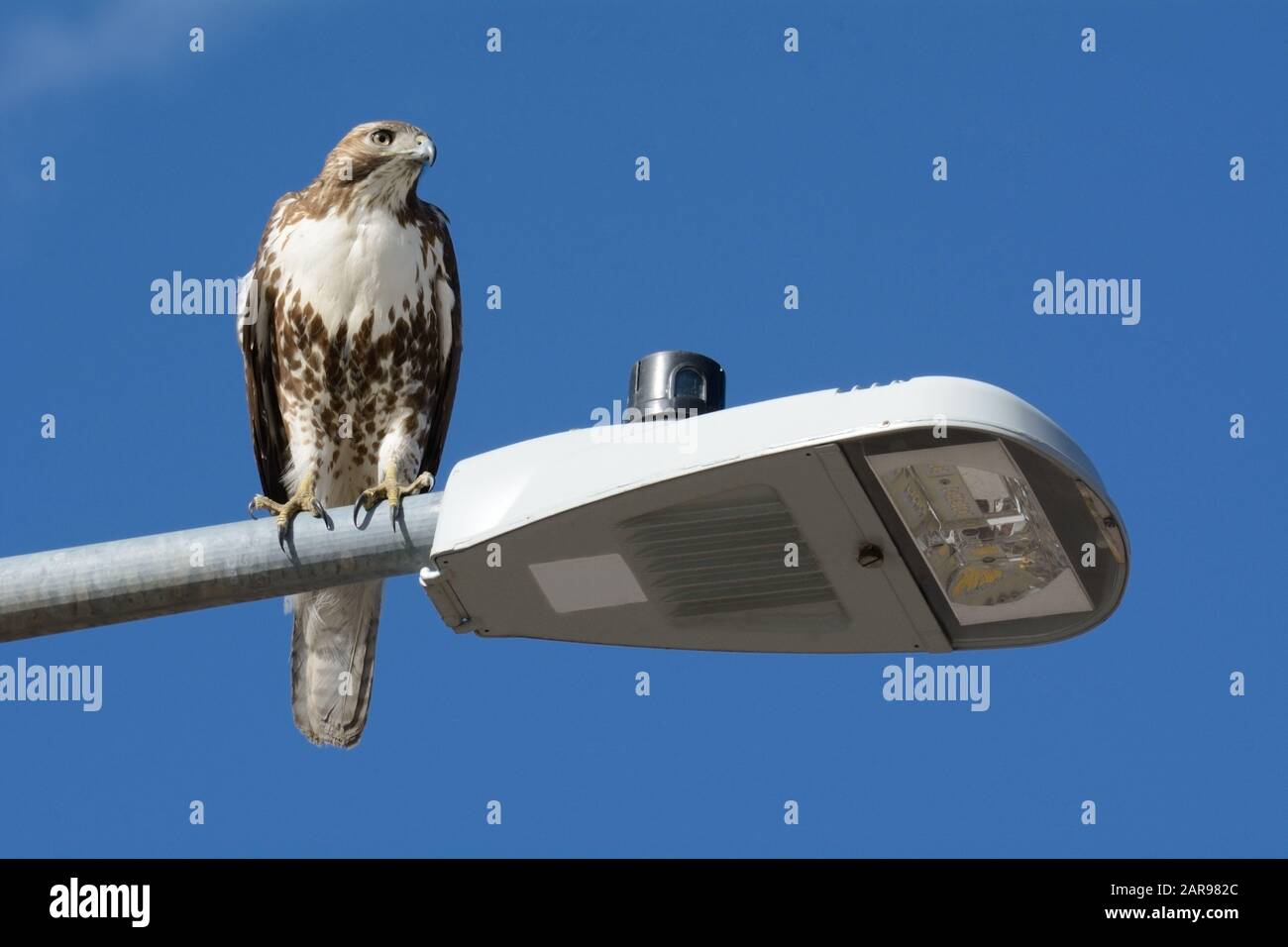 Urbane Tierwelt von jungen Rotschwänzchen oder Buteo jamaicensis thront auf dem Lampenpfosten, der nach der nächsten Mahlzeit über die Gegend blickt Stockfoto