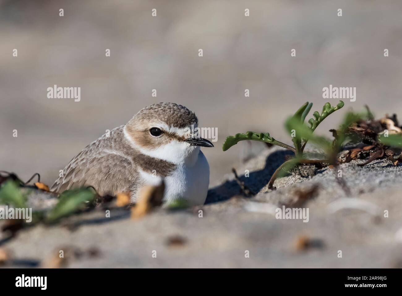 Snowy Plover, Charadrius nivosus, Zuflucht vor dem Wind am sandigen Oberstrand von Sunset State Beach in der Nähe von Santa Cruz, Kalifornien, USA Stockfoto