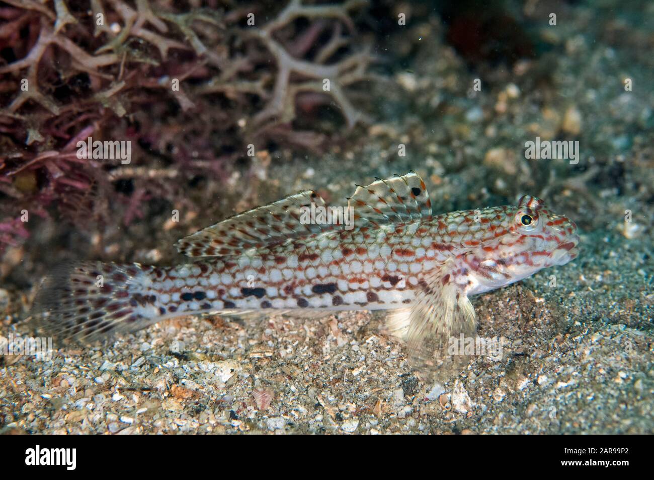 Dekorierte Goby, Istigobius decoratus, Makawide Slope Dive Site, Lembeh Straits, Sulawesi, Indonesien, Pazifischer Ozean Stockfoto