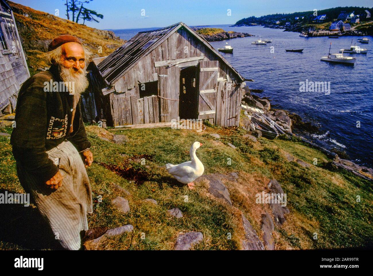 Begleitet von seiner Haustierente, einem Einsiedlerbewohner von Monhegan Island, LÄCHELT ICH bösartig am Ufer eines Einlasses, an dem Hummerboote vergraben werden. Stockfoto