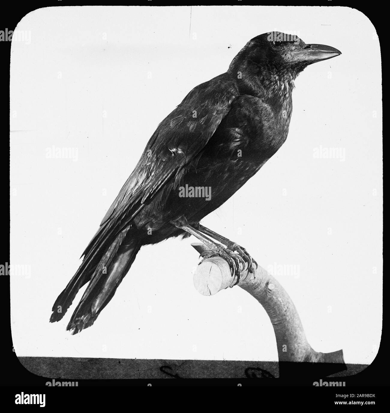 Vögel, Rookdatum: Undatierte Stichwörter: Name der Vogelperson: Roek Stockfoto
