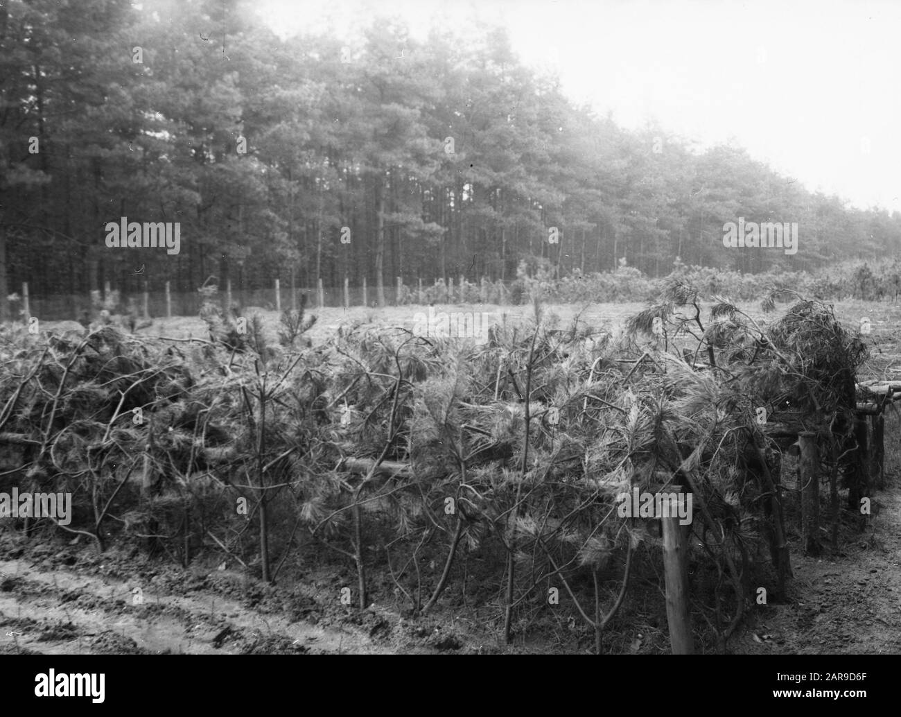 Winterschutz/Datum: Undatierte Schlüsselwörter: Forestry, Nursery Company persönlicher Name: Douglas Stockfoto