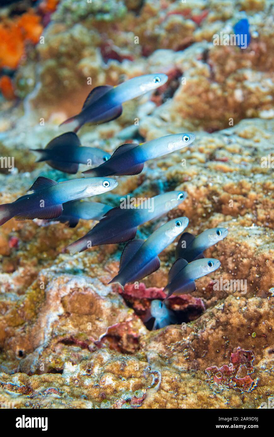 Twotone Dartfish School, Ptereleotris Evides, Batu Kapal Tauchplatz, Banda Neira, Molukken, Banda Sea, Indonesien Stockfoto