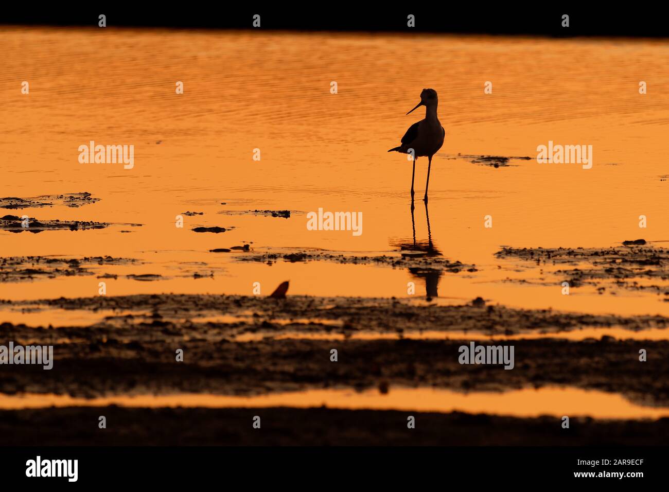 Schwarz geflügelte Stelze - Himantopus himantopus im Wasser spazieren und während des Sonnenuntergangs füttern - Dämmerung. Letzte orangefarbene Strahlen in der Endzeit oh goldene Stunde, schwarze si Stockfoto