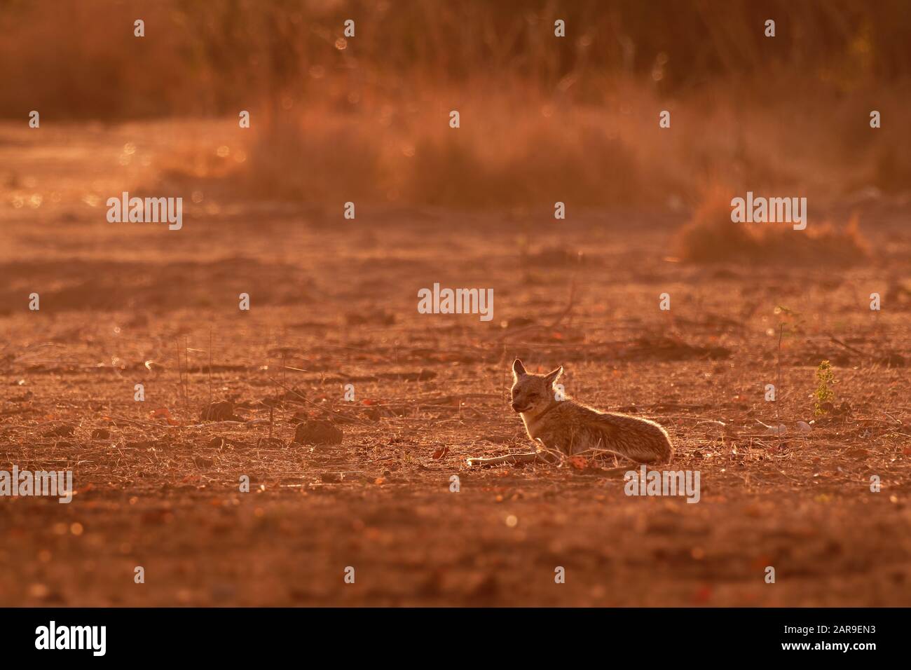 Seite - gestreifte Schakal-Canis adustus Arten der Schakal, beheimatet in der Region des östlichen und südlichen Afrika, vor allem wohnt in Wäldern und Gebüschen Bereiche, die im Zusammenhang mit Stockfoto