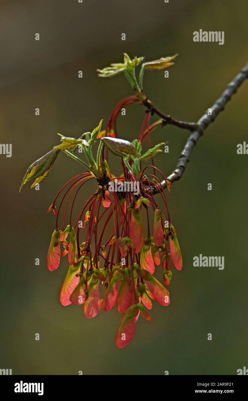 samara-Früchte aus rotem Ahorn blühen im Frühling Stockfoto