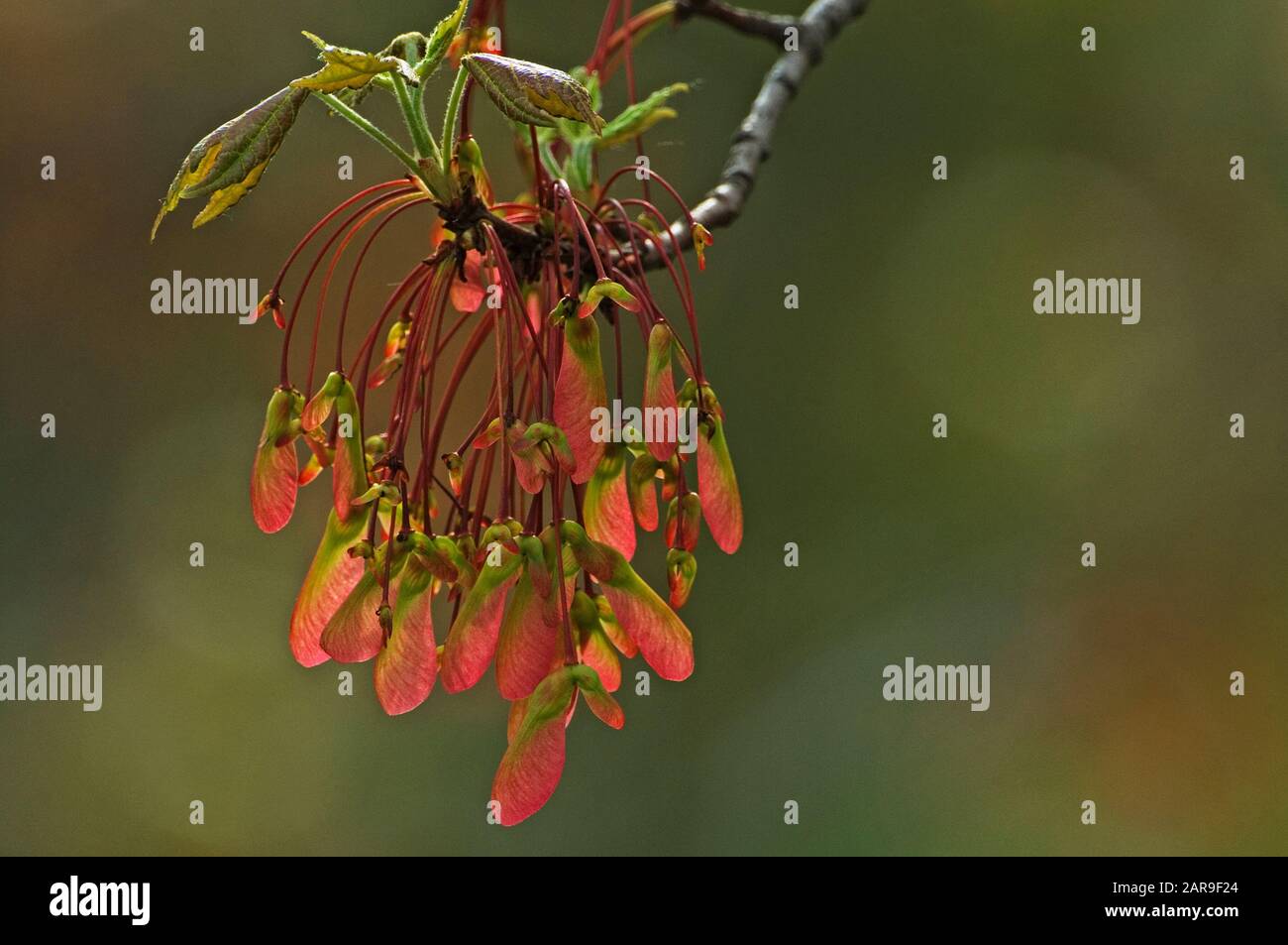samara-Früchte aus rotem Ahorn blühen im Frühling Stockfoto