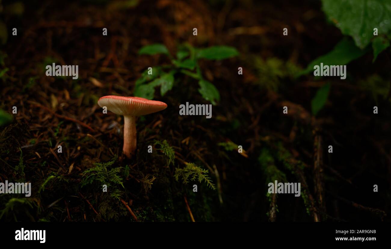 Roter Mushroom in braunem Dreck auf Waldboden Stockfoto