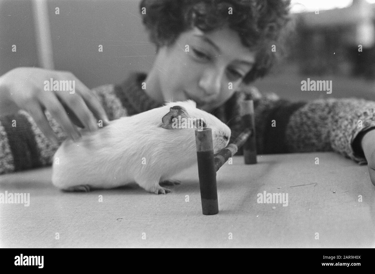 Wettbewerb Kind und Tier im Mädchen RAI mit Meerschweinchen Datum: 11. Dezember 1968 Ort: Amsterdam, Noord-Holland Schlüsselwörter: CAVIAS, Mädchen, Wettbewerbe Name Der Institution: RAI Stockfoto