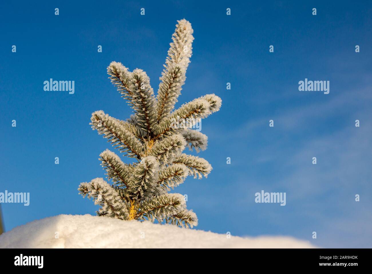 Die Krone der Fichte sticht unter dem Schnee aus Stockfoto