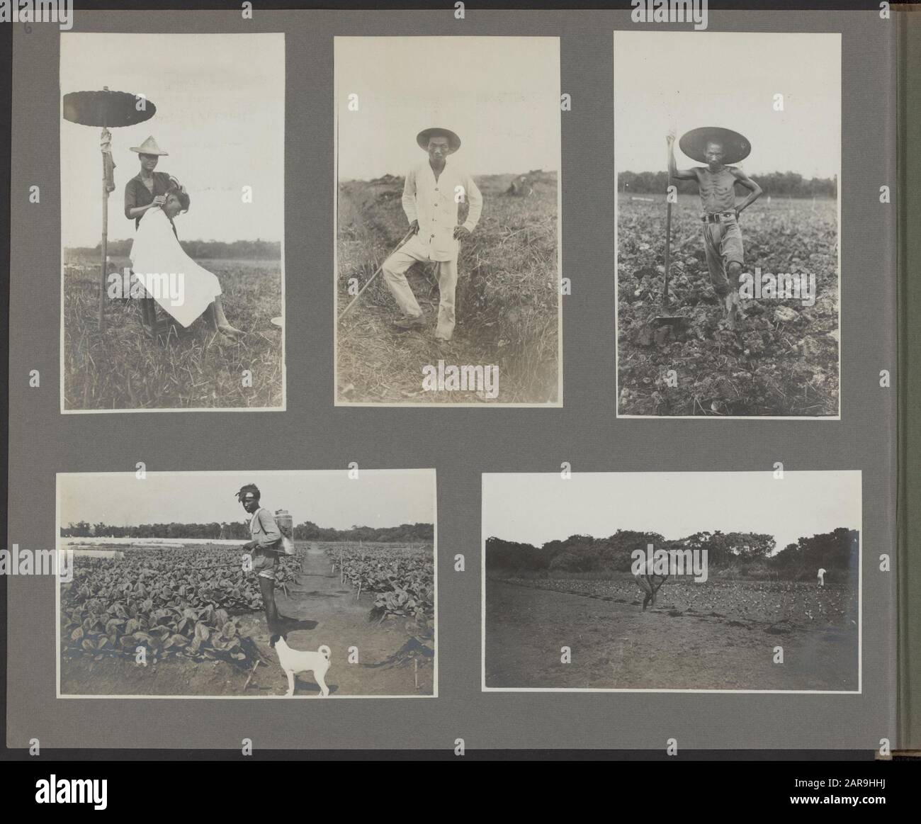 Fotoalbum Deli Company: Ein Tabakunternehmen auf Sumatra Arbeitet auf der Tabakplantage: Der chinesische Friseur rasiert einen Arbeiter auf freiem Feld unter einem Bambusparasol (Payong) (LB); chinesischer Vorgesetzter (tandil) mit Stock (Mittelspitze); chinesischer Arbeiter mit landwirtschaftlichen Werkzeugen (rb); Schädlingsbekämpfung junger Tabakpflanzen durch einen einheimischen Arbeiter; Hund im Vordergrund (lo); Vermehrung junger Tabakpflanzen durch eine Coolie (RO) Datum: 1920 Standort: Deli, Indonesien, Niederländisch-Ostindien, Sumatra-Schlüsselwörter: Arbeiter, Hunde, Ureinwohner, Friseure, Schädlingsbekämpfung, Regenschirme, Tabak, Tabakplantagen Stockfoto