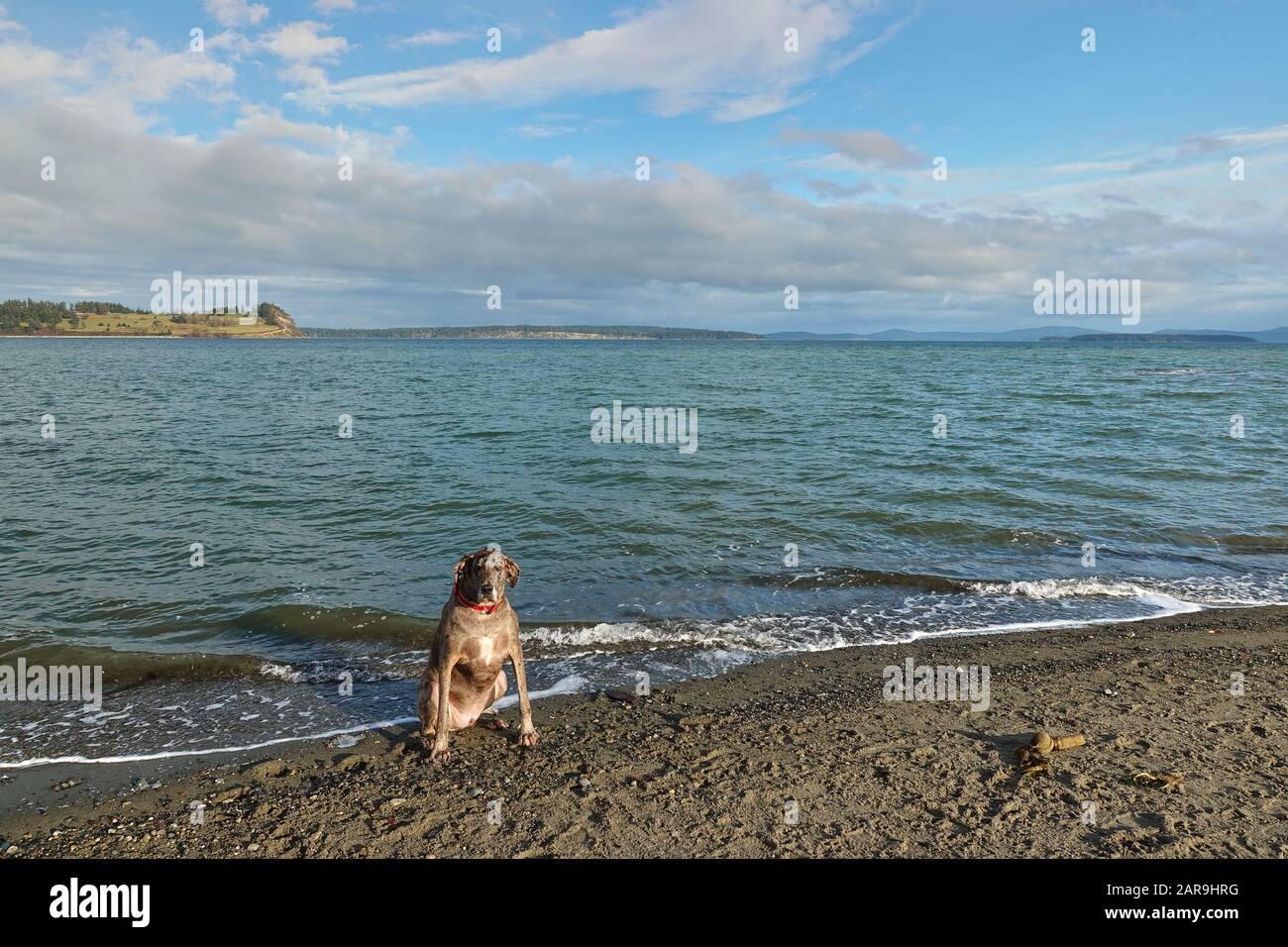 Ein toller Dane, der den Tag am Strand verbringt. Stockfoto