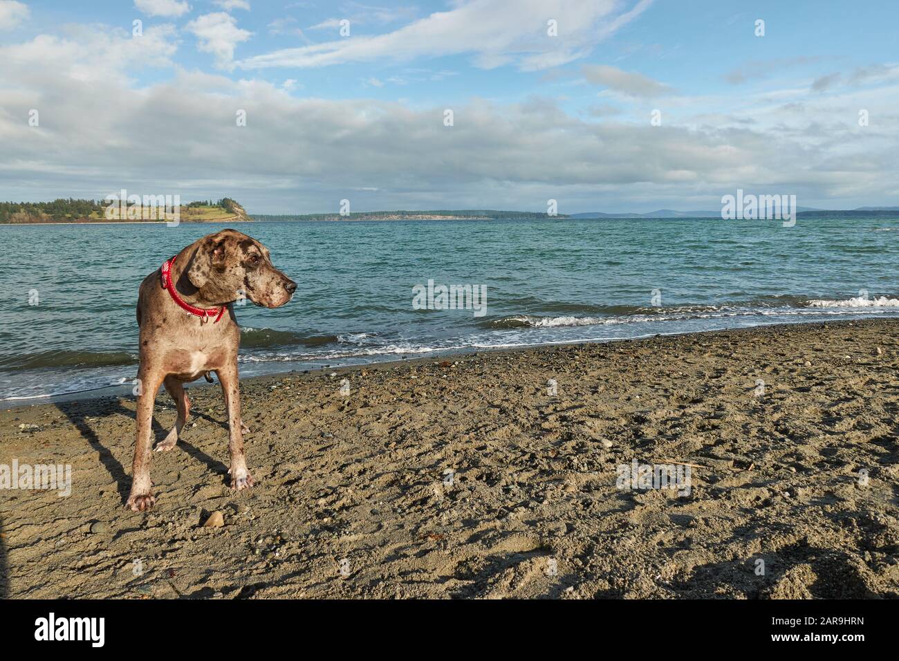 Ein toller Dane, der den Tag am Strand verbringt. Stockfoto