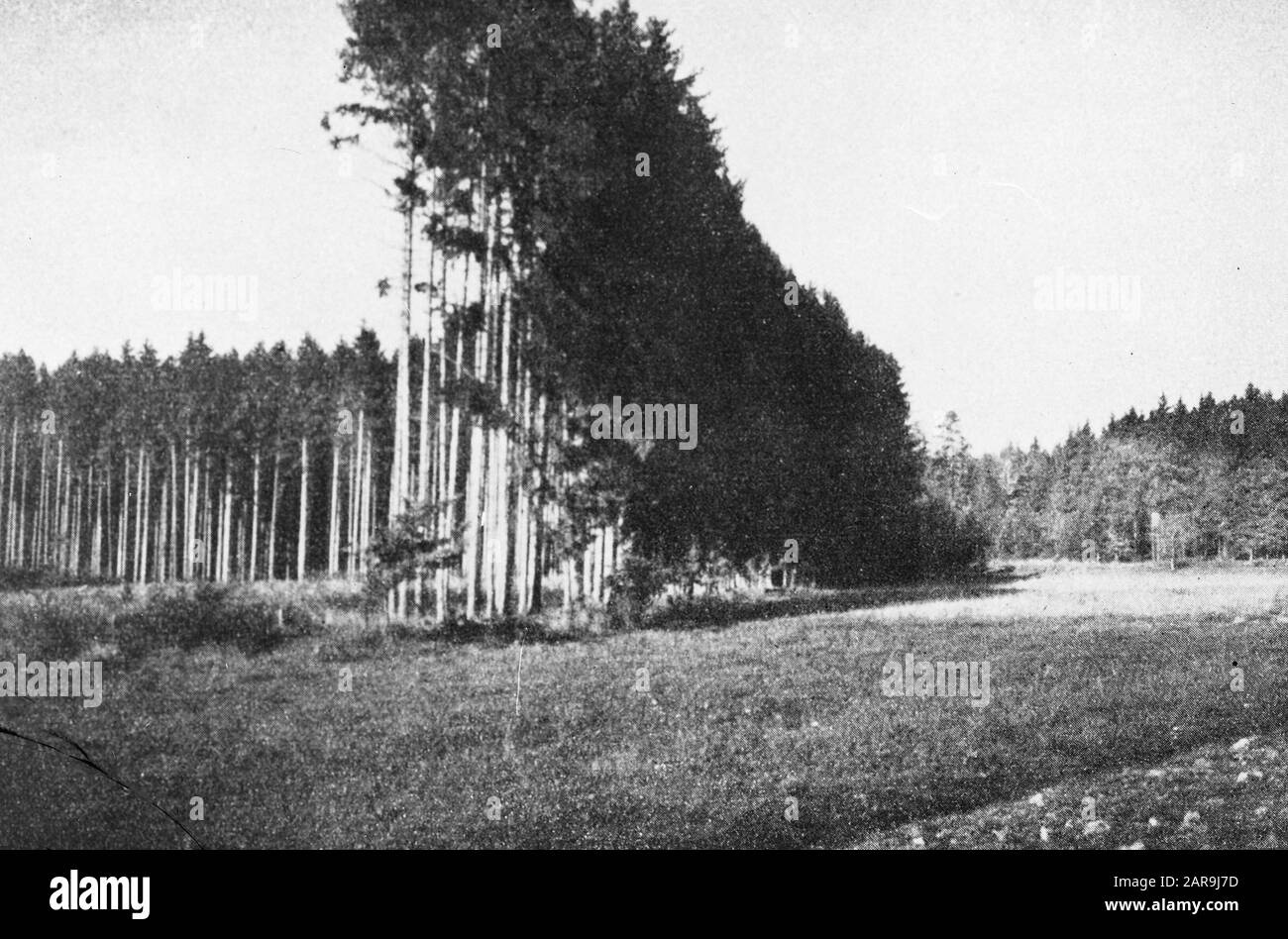 Nadelholz, Bäume, Wälder, Alleen, Botanische Fichte Datum: Undatierte Stichwörter: Bäume, Wälder, Botanische, Alleen, Nadelholz Personenname: Tanne Stockfoto